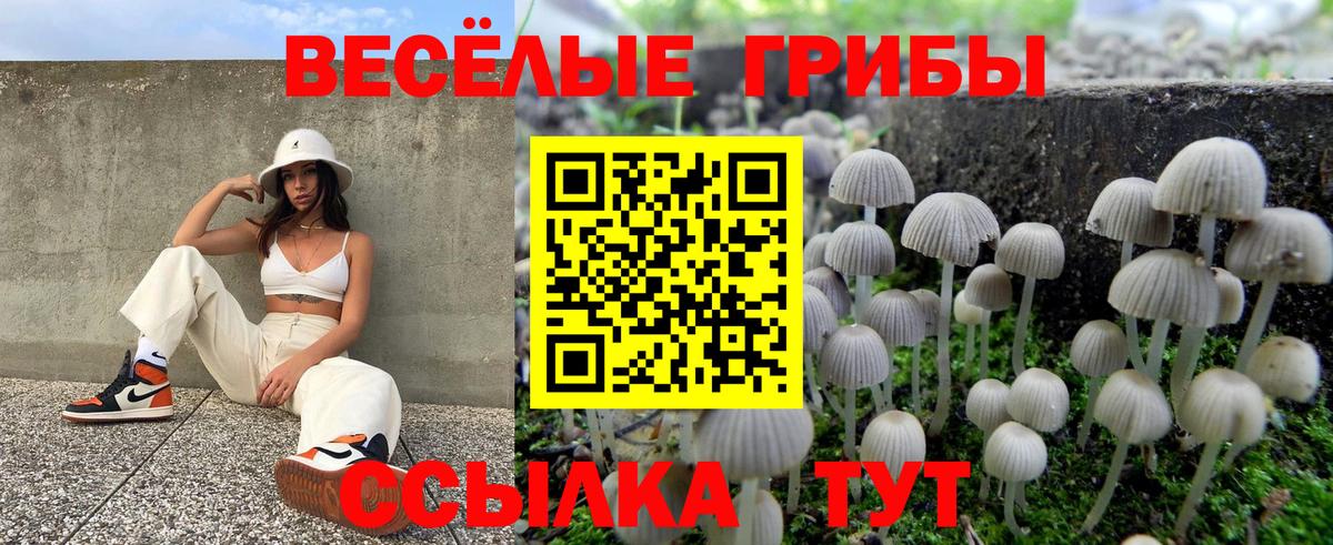Галлюциногенные грибы Psilocybine cubensis Заинск